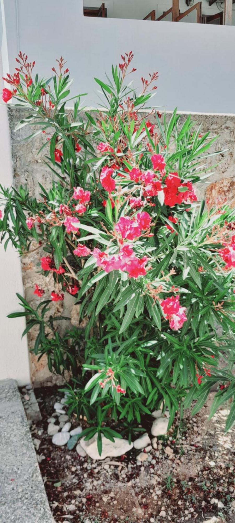 Sunblaze Studios1 Spetses Εξωτερικό φωτογραφία